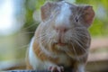 The guinea pig. Beautiful pictures of guinea pigs